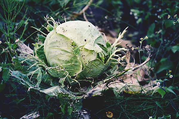 포토 JPG 해외이미지 식물 접시 계절 아시아 지구 음식 백그라운드 잎 밭 농업 다이어트 채소 태국 자연 건강 요리 동양인 사람없음 초록색 농작물 농장 머리 정원 식사 샐러드 수확 성장 신선 먹기 유기농 원예 생물학 양배추 날것 내추럴 밭일 채식주의자 해외포토 식기 웰빙 교육 나라 산업 컬러 모션 인종 취미 신체부위 생태계 채식 파일형식 이미지허브
