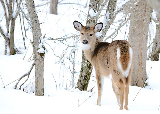 포토 JPG 해외이미지 주간 나무 응시 야생동물 겨울 사슴 사람없음 야외 숲 눈덮임 해외포토 자연요소 식물 동물 시선 계절 컨셉 포유류 파일형식 이미지허브