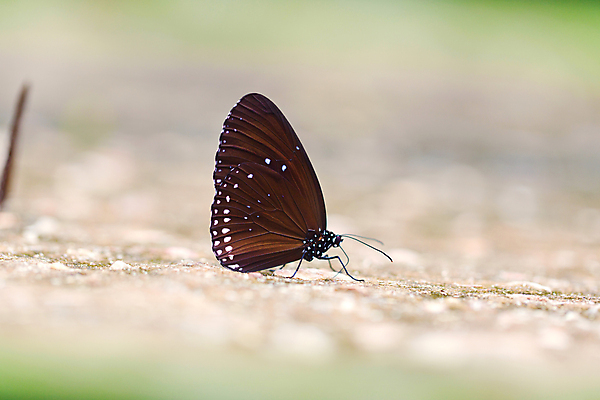 포토 JPG 해외이미지 동물 꽃 야생동물 분홍색 나비 곤충 백그라운드 잎 날개 자연 벽지 사람 사람없음 빨간색 초록색 파란색 빛 컬러풀 뷰티 갈색 노란색 환경 검은색 놀람 흰색 벌레 숲 인도인 묘사 싱글 생물학 까마귀 내추럴 고립 핵심 해외포토 외국인 식물 교육 감정 컬러 조류 표정 동양인 생태계 파일형식 이미지허브