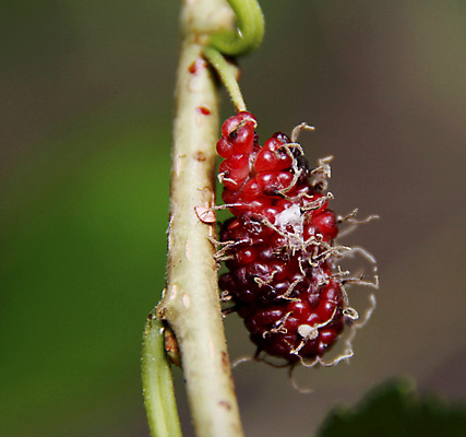 포토 JPG 해외이미지 동물 직업 전통 여행 밭 농업 자연 노동자 사람 풍경 사람없음 농장 목장 시골 도시 소 승마 카우보이 습지 군중 승차 저녁 방목 종업원 황소 먼지 카우보이모자 송아지 밭일 서쪽 브라질사람 해외포토 모자_잡화 산업 새끼 스포츠 포유류 모션 축산업 야간 방향 생태계 파일형식 이미지허브