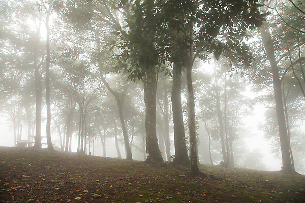 포토 JPG 해외이미지 나무 식물 계절 공원 여행 백그라운드 잎 자연 아침 산 풍경 사람없음 야외 초록색 여름 빛 뷰티 환경 어둠 안개 덮개 가을 소나무 숲 열대우림 땅 내추럴 뿌연 해외포토 주간 공공시설 컬러 날씨 뚜껑 생태계 파일형식 이미지허브
