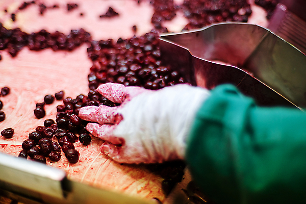 포토 JPG 해외이미지 손 공장 신체부위 냉동 기계 잡기 체리 제조 식품공장 냉동식품 해외포토 음식 과일 공업 모션 사람 파일형식 이미지허브
