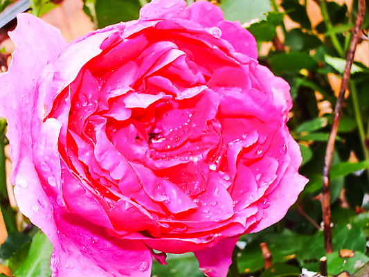 포토 JPG 해외이미지 식물 계절 꽃잎 꽃 꽃다발 백그라운드 잎 꽃무늬 밭 오렌지 자연 국화 풍경 사람없음 장식 빨간색 초록색 여름 파란색 빛 태양 뷰티 장미 노란색 정원 맑음 봄 벚꽃 흰색 축하 신선 개화 장면 부드러움 내추럴 깊이 블러 많음 해외포토 자연요소 컬러 컨셉 무늬 농업 과일 날씨 감각 생태계 파일형식 이미지허브