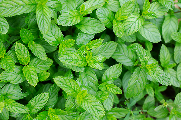 포토 JPG 해외이미지 식물 디자인 백그라운드 잎 패턴 자연 건강 사람없음 야외 초록색 정원 신선 민트 허브 유기농 원예 질감 내추럴 스피아민트 해외포토 웰빙 컬러 무늬 취미 생태계 파일형식 이미지허브