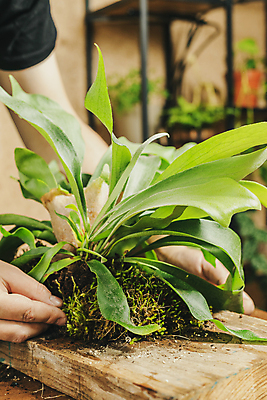 포토 JPG 해외이미지 식물 남자 화초 줄 잎 자연 산 관리 이끼 사람없음 목재 초록색 갈색 정원 성장 덮개 나사 준비 원예 DIY 내추럴 명패 양치류 이국적 프로젝트 해외포토 나무 컬러 재료 사람 취미 뚜껑 공구 생태계 파일형식이미지허브 