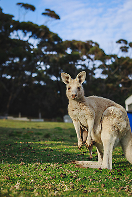 포토 JPG 해외이미지 동물 야생동물 백그라운드 포유류 자연 휴식 털 따뜻함 동물원 사람없음 야외 회색 흰색 아기 잠 호주 꼬리 위치 캥거루 동쪽 동물상 해외포토 컬러 컨셉 사람 조형물 오세아니아 방향 생태계 파일형식 이미지허브
