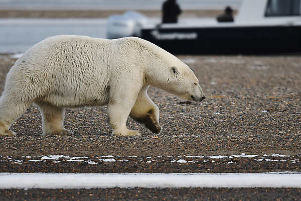 포토 JPG 해외이미지 주간 한마리 야생동물 곰 사람없음 야외 아웃포커스 걷기 북극곰 백곰 해외포토 자연요소 동물 1 포유류 모션 촬영기법 파일형식 이미지허브
