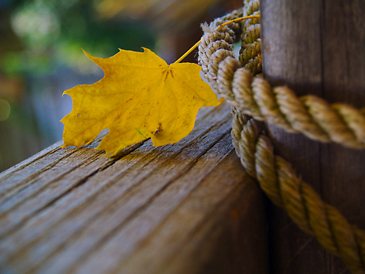 포토 JPG 해외이미지 나무 식물 계절 공원 밧줄 분홍색 백그라운드 단풍 잎 오렌지 자연 추상 건조 매달리기 사람없음 야외 목재 빨간색 빛 갈색 노란색 환경 성장 나뭇가지 신선 황금 널 숲 9월 11월 유기농 정맥 10월 땅바닥 해외포토 웰빙 공공시설 줄 컬러 무늬 과일 재료 모션 바닥 날짜 생태계 혈관 파일형식 이미지허브