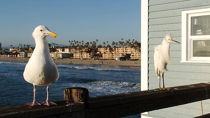 포토 JPG 해외이미지 주간 나무 해외풍경 바다 난간 갈매기 조류 하늘 해변 사람없음 야외 건물 미국 캘리포니아 나무울타리 해외포토 자연요소 식물 동물 해외 건축물 북아메리카 풍경 울타리 파일형식 이미지허브