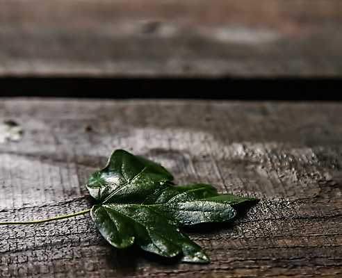 포토 JPG 해외이미지 식물 라이프스타일 잎 채소 벽지 포도 표면 바닥 프레임 실내 액자틀 사람없음 목재 장식 가로 약 환경 줄무늬 회색 성장 덮개 시골 판넬 거친 보호 널 발사 천 질감 향기 포도나무 그런지 월계수 국경 해외포토 나무 컬러 액자 컨셉 무늬 과일 재료 의학 틀 내부 생활 뚜껑 직물 과일나무 냄새 파일형식 이미지허브