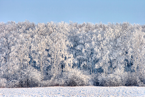 포토 JPG 해외이미지 나무 겨울 자연 하늘 날씨 풍경 사람없음 목재 침묵 추위 흰색 나뭇가지 티켓 숲 서리 자작나무 해외포토 식물 계절 컬러 재료 소리 생태계 파일형식 이미지허브