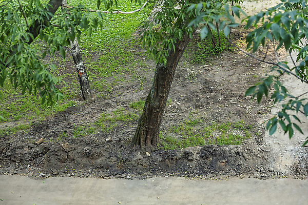 포토 JPG 해외이미지 주간 나무 식물 공원 백그라운드 낙엽 잎 곡선 자연 거리 사람없음 야외 목재 초록색 여름 갈색 환경 손상 가을 흰색 도시 나무껍질 내추럴 땅바닥 생태학 영원 그리너리 해외포토 자연요소 계절 공공시설 교육 선 컬러 컨셉 재료 바닥 껍질 생태계 파일형식 트랜드컬러 이미지허브