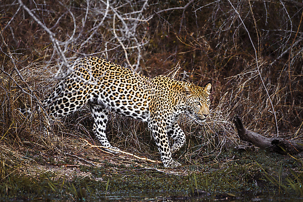 포토 JPG 해외이미지 주간 한마리 응시 야생동물 자연 사람없음 야외 숲 강가 맹수 표범 남아프리카 보츠와나 해외포토 자연요소 동물 1 시선 포유류 아프리카 강 생태계 파일형식 이미지허브