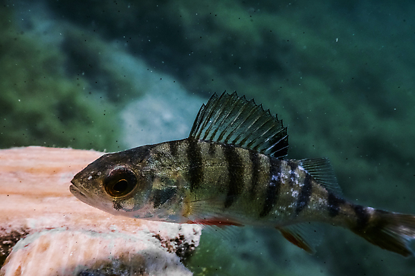 포토 JPG 해외이미지 동물 계절 호수 야생동물 음식 스포츠 자연 낚시 휴가 건강 어류 취미 사람없음 물 여름 사진촬영 수중 수영 흐름 오염 큼 먹기 순수 다이빙 사냥 육식동물 잉어 깊이 동물상 민물 생태학 포식 해외포토 자연요소 교육 컨셉 모션 레저 조형물 촬영 수중동물 수상스포츠 크기 생태계 수중스포츠 파일형식 이미지허브