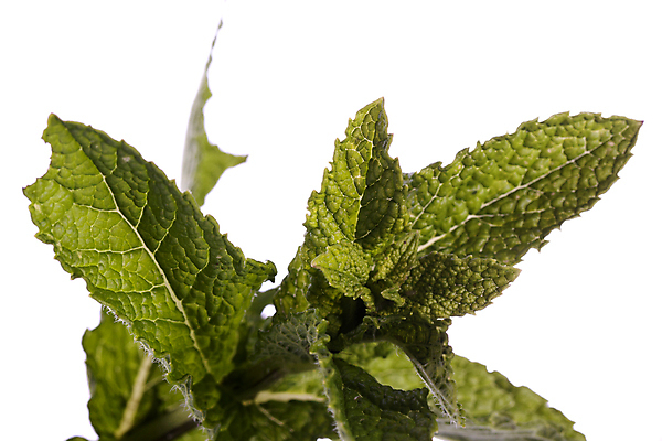 포토 JPG 해외이미지 식물 백그라운드 잎 재료 자연 건강 사람없음 초록색 약 흰색 신선 양념 닫기 맛 민트 허브 유기농 향기 아로마 향 고립 식용 해외포토 웰빙 컬러 컨셉 의학 모션 생태계 냄새 파일형식 이미지허브