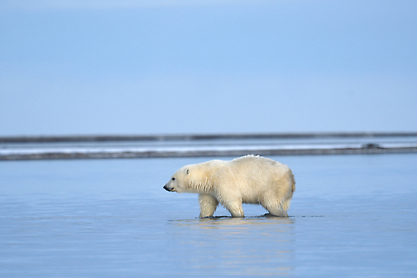 포토 JPG 해외이미지 주간 한마리 야생동물 바다 곰 사람없음 야외 북극곰 백곰 해외포토 자연요소 동물 1 포유류 파일형식 이미지허브