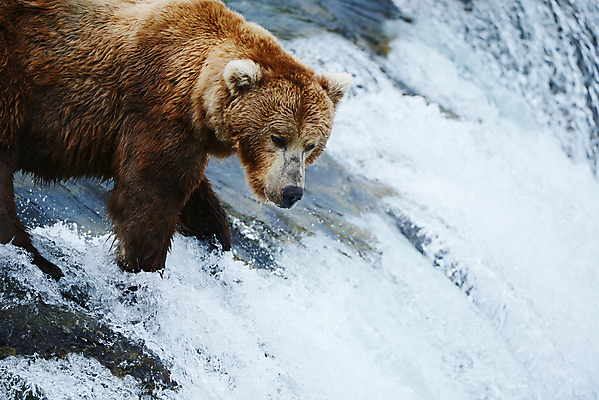 포토 JPG 해외이미지 주간 한마리 야생동물 곰 사람없음 야외 폭포 해외포토 자연요소 동물 1 포유류 자연 파일형식 이미지허브