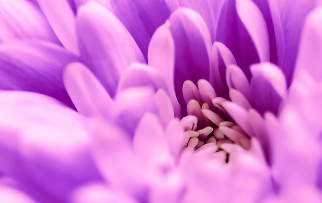 포토 JPG 해외이미지 식물 디자인 계절 꽃잎 꽃 백그라운드 컨셉 꽃무늬 자연 추상 휴가 국화 미술 사람없음 빛 환경 보라색 봄 수확 성장 벚꽃 신선 신용카드 개화 선택 제비꽃 질감 복고 데이지 부드러움 내추럴 해외포토 컬러 무늬 농업 문화예술 금융 감각 생태계 파일형식 이미지허브