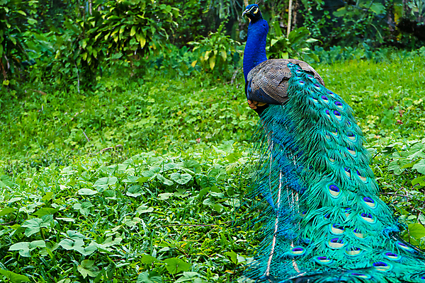 포토 JPG 해외이미지 동물 공원 남자 아시아 야생동물 백그라운드 패턴 자연 조류 동물원 사람없음 초록색 파란색 컬러풀 뷰티 머리 활발 의식 우아함 공작 인도인 전시회 깃털 묘사 질감 꼬리 부리 목 보여주기 꿩 내추럴 동물상 웅장함 터키석 해외포토 외국인 공공시설 나라 컬러 컨셉 무늬 모션 사람 동양인 신체부위 조형물 전시 보석 생태계 파일형식 이미지허브