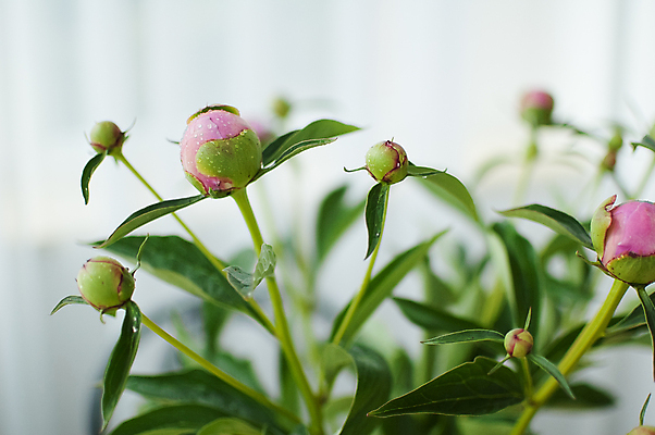 포토 JPG 해외이미지 식물 계절 꽃잎 꽃 분홍색 꽃다발 백그라운드 잎 꽃무늬 자연 벽지 사람없음 야외 초록색 여름 뷰티 장미 정원 보라색 봄 낭만 수확 성장 벚꽃 시골 신선 개화 그룹 다발 묘사 라일락 내추럴 작약 많음 해외포토 컬러 컨셉 무늬 농업 생태계 파일형식 이미지허브