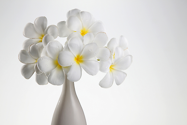 포토 JPG 해외이미지 식물 디자인 꽃잎 꽃 선 줄기 백그라운드 자연 휴식 사람없음 장식 뷰티 노란색 정원 꽃병 스파 벚꽃 흰색 신선 그룹 향기 냄새 환영 고립 엘리먼트 이국적 스타일 국경 해외포토 컬러 컨셉 생태계 파일형식 이미지허브