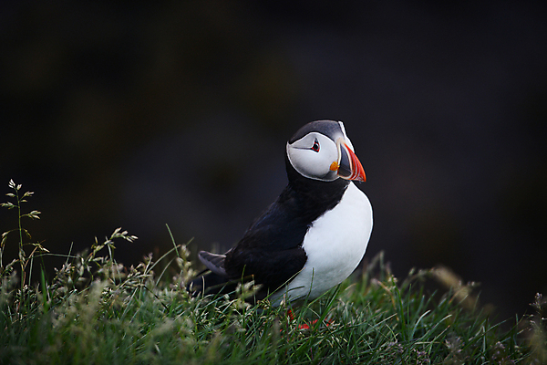 포토 JPG 해외이미지 주간 한마리 조류 사람없음 야외 퍼핀 해외포토 자연요소 동물 1 파일형식 이미지허브
