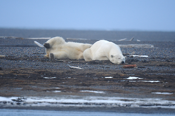 포토 JPG 해외이미지 주간 야생동물 두마리 곰 사람없음 야외 눕기 잠 북극곰 백곰 해외포토 자연요소 동물 2 포유류 모션 파일형식 이미지허브