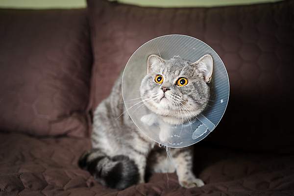 포토 JPG 해외이미지 동물 포유류 영국 주택 건강 피곤 사람없음 치료 반려동물 소파 약 머리 건강관리 고양이 고통 회색 환자 수비 보호 질병 위험 플라스틱 고민 목 문제 얼룩무늬 외과 테라피 원뿔 수의사 직진 스코틀랜드 해외포토 도형 감정 유럽 컬러 컨셉 무늬 의자 의학 모션 재질 병원 관리 건물 신체부위 뷰티 의사 파일형식 이미지허브