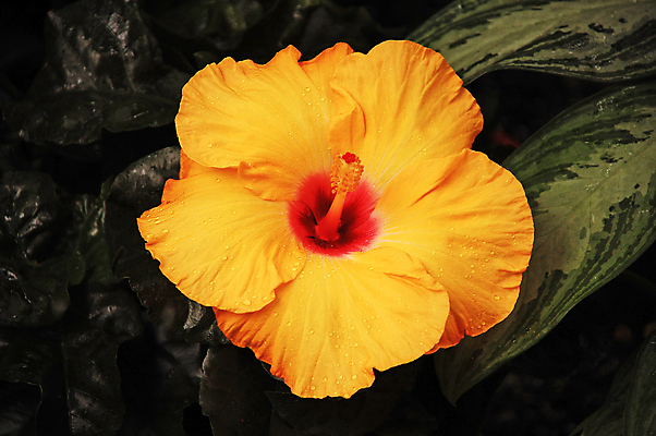 포토 JPG 해외이미지 식물 꽃잎 꽃 꽃무늬 오렌지 사람없음 정원 벚꽃 개화 하와이 향기 꽃수술 이국적 히비스커스 해외포토 무늬 과일 미국 냄새 파일형식 이미지허브