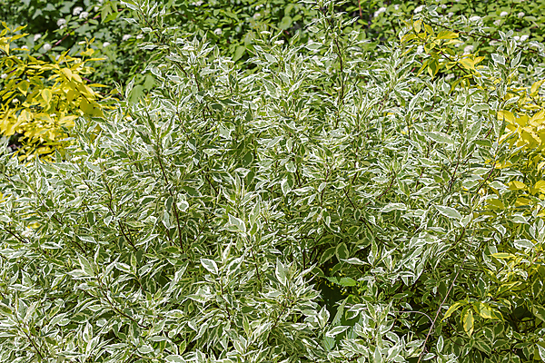 포토 JPG 해외이미지 식물 공원 백그라운드 잎 자연 사람없음 야외 장식 초록색 정원 흰색 신선 닫기 숲 관목 원예 내추럴 뒤뜰 영원 그리너리 해외포토 나무 공공시설 컬러 모션 취미 생태계 파일형식 트랜드컬러 이미지허브