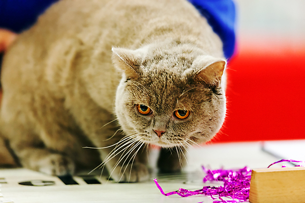 포토 JPG 해외이미지 한마리 실내 사람없음 반려동물 고양이 반려묘 해외포토 동물 1 포유류 내부 파일형식 이미지허브