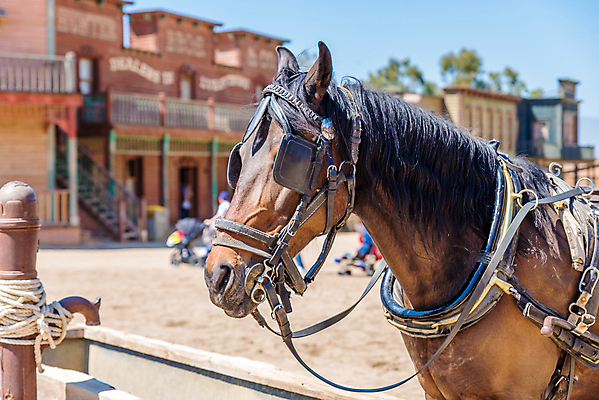 포토 JPG 해외이미지 동물 커플 얼굴 여행 백그라운드 2 교통시설 자연 사람없음 농장 갈색 머리 검은색 흰색 시골 업무 쌍 승마 닫기 주식 큼 가죽 방향 코 벨기에 마차 갈기 무거움 토막 굴레 해외포토 교통수단 스포츠 컬러 교통 농업 관계 모션 신체부위 금융 작업 무게 크기 시설 생태계 서유럽 파일형식 이미지허브