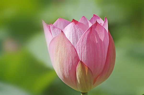 포토 JPG 해외이미지 식물 꽃 선 꽃무늬 자연 연꽃 사람없음 빨간색 초록색 환경 흰색 신성 해외포토 컬러 무늬 생태계 파일형식 이미지허브