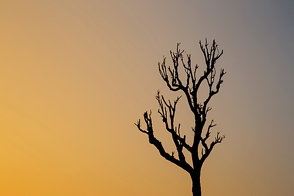 포토 JPG 해외이미지 나무 계절 실루엣 백그라운드 자연 하늘 날씨 그림자 사람없음 야외 빛 햇빛 뷰티 평화 일출 환경 어둠 침묵 고요 황혼 일몰 새벽 나뭇가지 분위기 저녁 신비 명상 시작 장면 내추럴 종료 벌거벗은 처음 해외포토 자연요소 식물 컨셉 촬영기법 태양 노을 소리 야간 생태계 파일형식 이미지허브