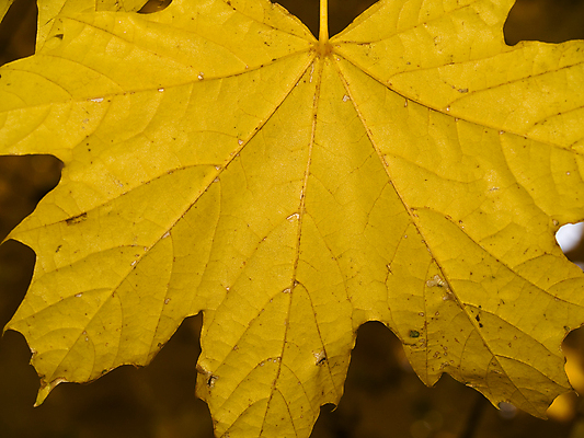 포토 JPG 해외이미지 나무 식물 계절 공원 분홍색 백그라운드 단풍 잎 오렌지 자연 추상 건조 매달리기 사람없음 야외 빨간색 빛 갈색 노란색 환경 성장 가을 나뭇가지 신선 황금 숲 9월 11월 유기농 정맥 10월 땅바닥 해외포토 웰빙 공공시설 컬러 무늬 과일 모션 바닥 날짜 생태계 혈관 파일형식 이미지허브