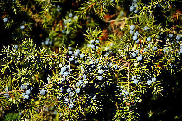 포토 JPG 해외이미지 식물 열매 음식 재료 자연 건강 요리 씨앗 사람없음 초록색 파란색 건강관리 양념 맛 약초 먹기 허브 향신료 유기농 매움 날것 냄새 아로마 침엽수 아로마테라피 숙성 향나무 해외포토 나무 웰빙 컬러 컨셉 모션 관리 풀_식물 생태계 테라피 향미료 파일형식 이미지허브