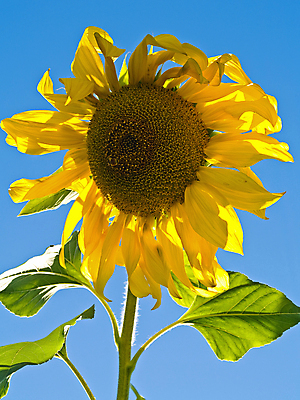 포토 JPG 해외이미지 주간 줄기 잎 하늘 해바라기 그림자 사람없음 야외 해외포토 자연요소 식물 꽃 파일형식 이미지허브