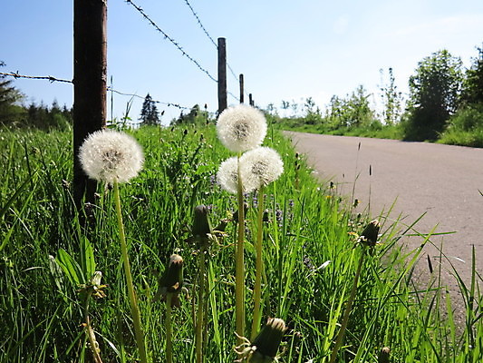 포토 JPG 해외이미지 주간 길 자연 사람없음 야외 울타리 민들레 민들레홀씨 해외포토 자연요소 꽃 담장 생태계 파일형식 이미지허브