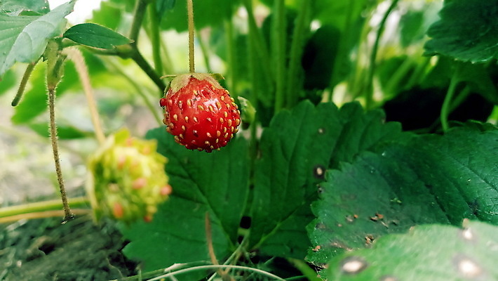 포토 JPG 해외이미지 식물 열매 문화 음식 꽃다발 잎 밭 농업 과일 재료 자연 딸기 주택 건강 사람없음 야외 가로 빨간색 초록색 농장 정원 수확 성장 나뭇가지 선택 달콤 맛 숲 유기농 날것 내추럴 밭일 숙성 맛있는 해외포토 나무 웰빙 꽃 산업 컬러 컨셉 건물 생태계 파일형식 이미지허브