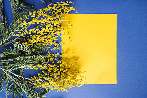 포토 JPG 해외이미지 식물 디자인 계절 기념일 꽃 행복 꽃다발 백그라운드 컨셉 잎 꽃무늬 자연 휴가 선물 사람없음 장식 초록색 파란색 빛 노란색 우주 봄 벚꽃 나뭇가지 신선 신용카드 4월 다발 배열 꽃집 심볼 원예 내추럴 플랫레이 카피스페이스 해외포토 나무 감정 컬러 무늬 이벤트 취미 금융 상점 공백 날짜 플랫 생태계 파일형식 이미지허브