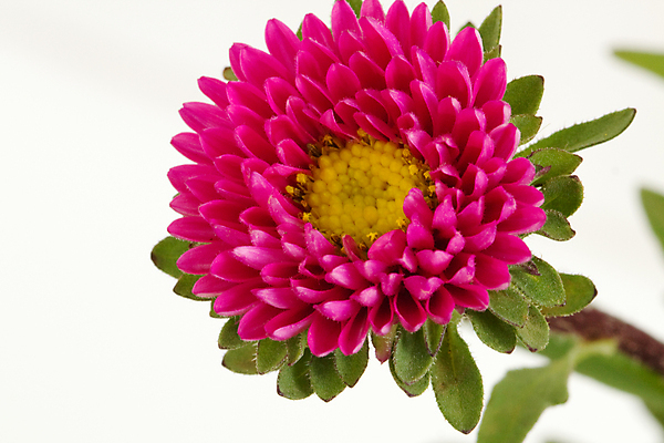 포토 JPG 해외이미지 식물 꽃잎 꽃 분홍색 백그라운드 잎 꽃무늬 자연 실내 사람없음 장식 빨간색 초록색 여름 뷰티 노란색 활발 벚꽃 가을 흰색 묘사 심플 내추럴 고립 스타일 해외포토 계절 컬러 컨셉 무늬 내부 생태계 파일형식 이미지허브