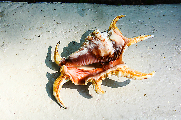 포토 JPG 해외이미지 모양 동물 1 야생동물 바다 백그라운드 자연 조개 연체동물 나선형 사람없음 장식 껍질 흰색 소라 오브젝트 질감 자연백그라운드 기념품 가리비 고립 해외포토 컬러 무늬 어패류 무척추동물 생태계 파일형식 이미지허브