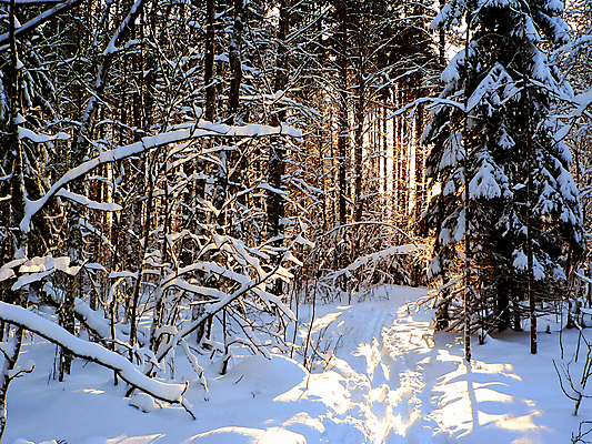 포토 JPG 해외이미지 나무 길 겨울 자연 사람없음 야외 눈 숲 가로수 해외포토 자연요소 식물 계절 날씨 생태계 파일형식 이미지허브