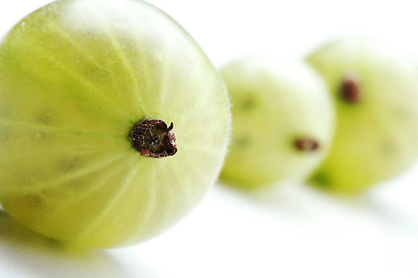 포토 JPG 해외이미지 근접촬영 사람없음 아웃포커스 초록색 구스베리 해외포토 열매 뷰포인트 컬러 촬영기법 파일형식 이미지허브