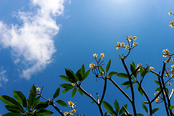 포토 JPG 해외이미지 식물 디자인 꽃잎 꽃 선 백그라운드 잎 꽃무늬 자연 휴식 미술 사람없음 그래픽 장식 초록색 여름 컬러풀 뷰티 노란색 정원 스파 봄 낭만 벚꽃 흰색 신선 신용카드 개화 하와이 아로마 발리 테라피 내추럴 아열대 엘리먼트 이국적 하와이인 알로하 해외포토 외국인 계절 컬러 섬 컨셉 무늬 문화예술 금융 미국 인사 생태계 인도네시아 파일형식 이미지허브
