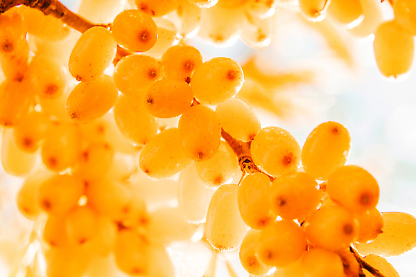 포토 JPG 해외이미지 나무 식물 계절 열매 음식 바다 잎 꽃무늬 오렌지 과일 자연 사람없음 초록색 여름 햇빛 약 정원 수확 가을 나뭇가지 맛 약초 숙성 해외포토 꽃 컬러 컨셉 무늬 농업 의학 태양 풀_식물 생태계 파일형식 이미지허브