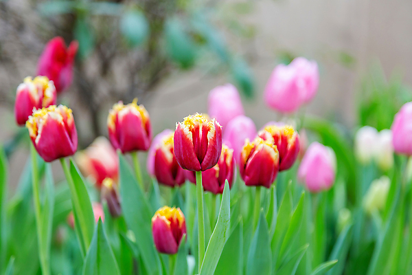 포토 JPG 해외이미지 식물 계절 공원 꽃잎 꽃 줄기 백그라운드 잎 꽃무늬 자연 사람없음 초록색 컬러풀 뷰티 환경 정원 벚꽃 신선 개화 닫기 내추럴 뒤뜰 온실 해외포토 공공시설 컬러 무늬 모션 생태계 파일형식 이미지허브