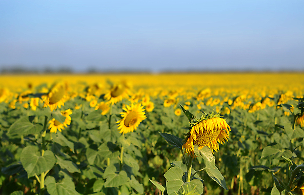 포토 JPG 해외이미지 주간 줄기 잎 꽃밭 해바라기 사람없음 야외 아웃포커스 지평선 해외포토 자연요소 식물 꽃 촬영기법 파일형식 이미지허브
