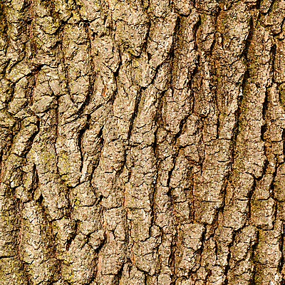 포토 JPG 해외이미지 나무 선 조각 백그라운드 십자가 패턴 벽지 표면 날씨 추상 건조 사람없음 목재 세로 갈색 환경 수확 껍질 거친 선탠 널 숲 장작 자르기 묘사 부식 유기농 질감 통나무 나무껍질 잡동사니 내추럴 방법 수목 옛날 울퉁불퉁 노화 해외포토 식물 웰빙 컬러 컨셉 무늬 농업 재료 모션 파일형식 이미지허브