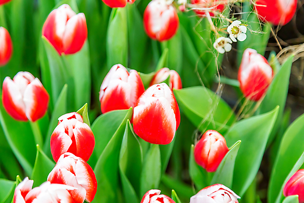 포토 JPG 해외이미지 식물 계절 공원 꽃잎 꽃 줄기 백그라운드 잎 꽃무늬 자연 사람없음 초록색 컬러풀 뷰티 환경 정원 벚꽃 신선 개화 닫기 내추럴 뒤뜰 온실 해외포토 공공시설 컬러 무늬 모션 생태계 파일형식 이미지허브